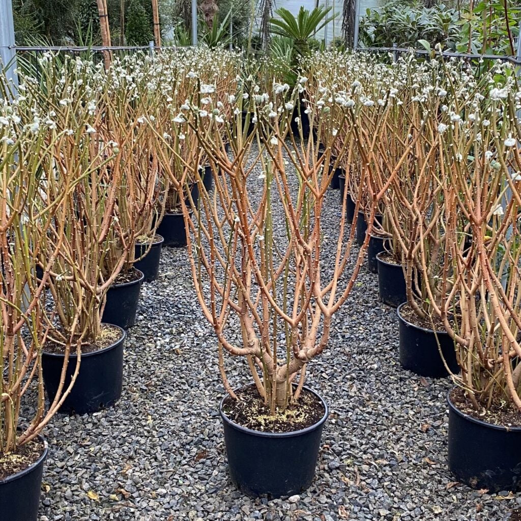 Edgeworthia chrysantha 'Grandiflora' - Image 4