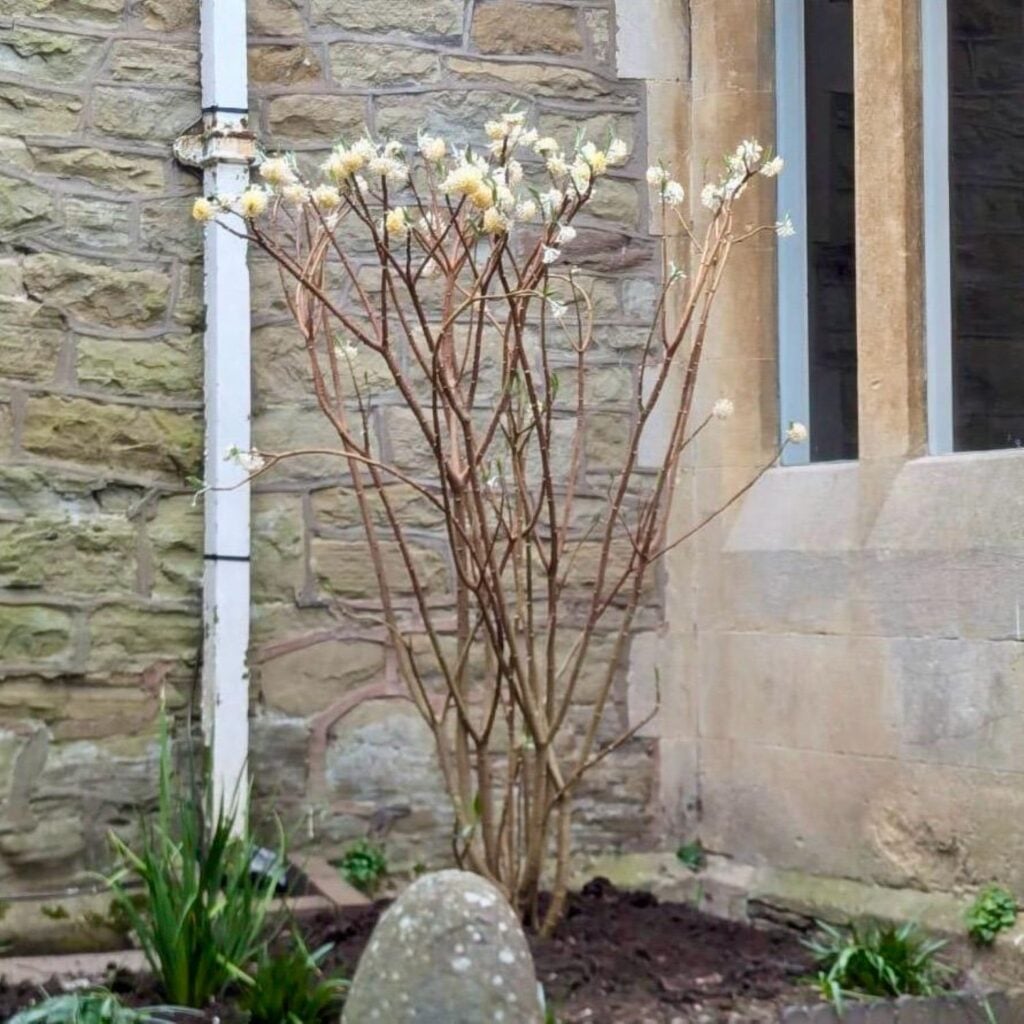 Edgeworthia chrysantha 'Grandiflora'