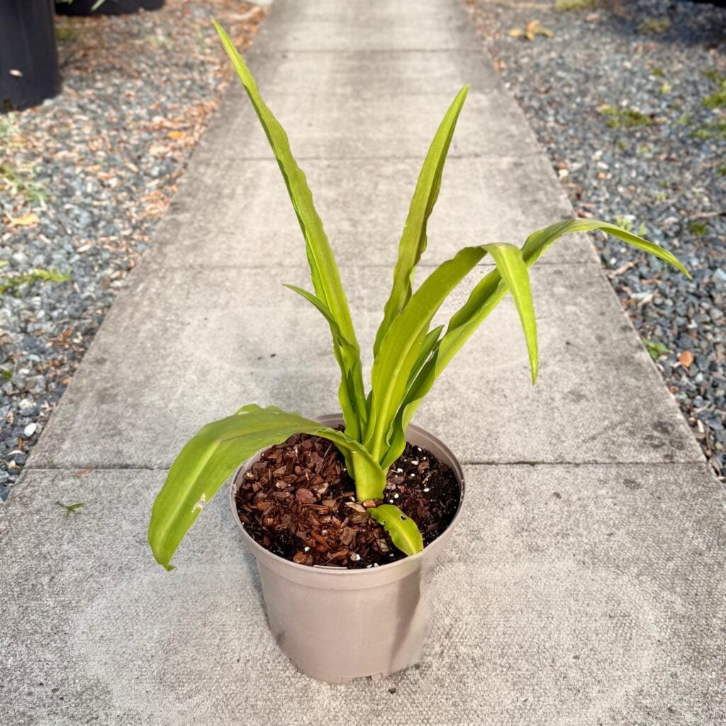 Eucomis pallidiflora subsp Pole-evansii - Image 2