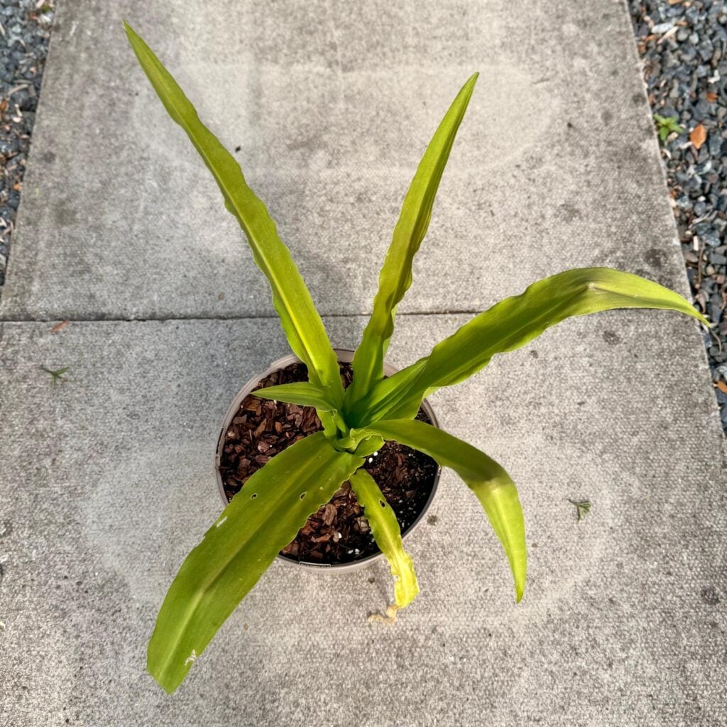 Eucomis pallidiflora subsp Pole-evansii