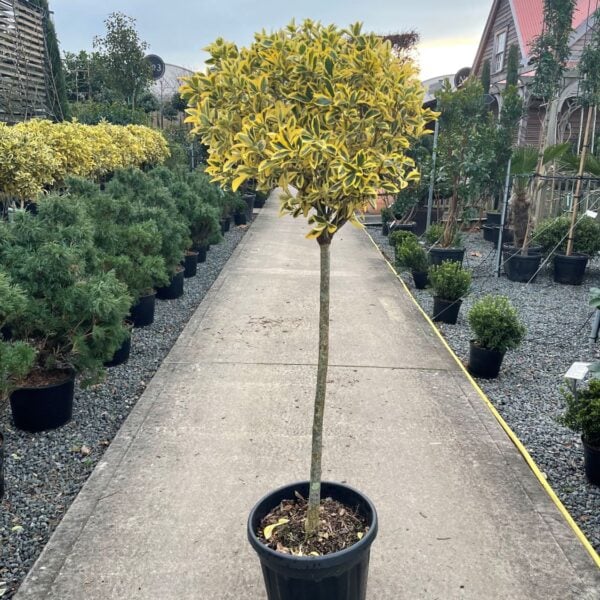 Euonymus japonicus 'Bravo' - Standards (V1)