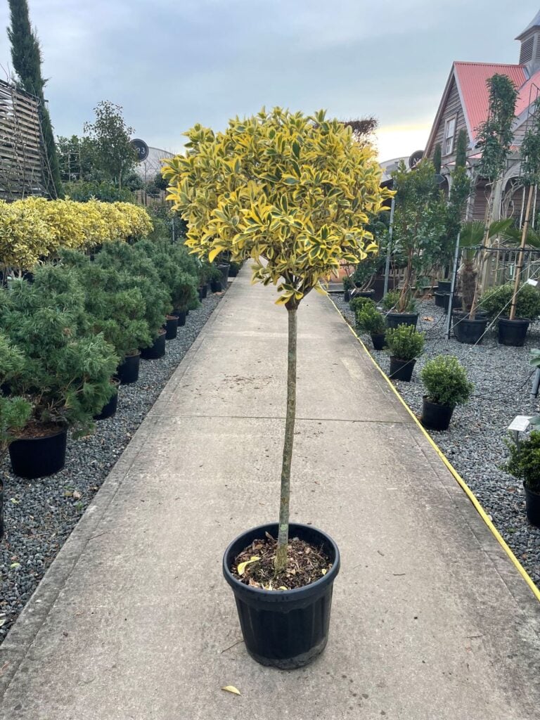 Euonymus japonicus 'Bravo' - Standards