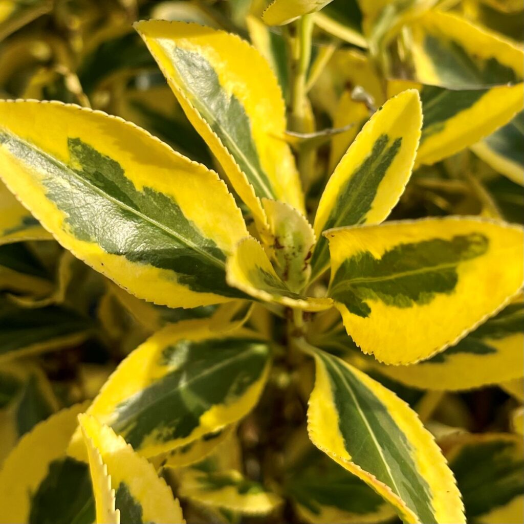 Euonymus japonicus 'Bravo' - Standards - Image 3