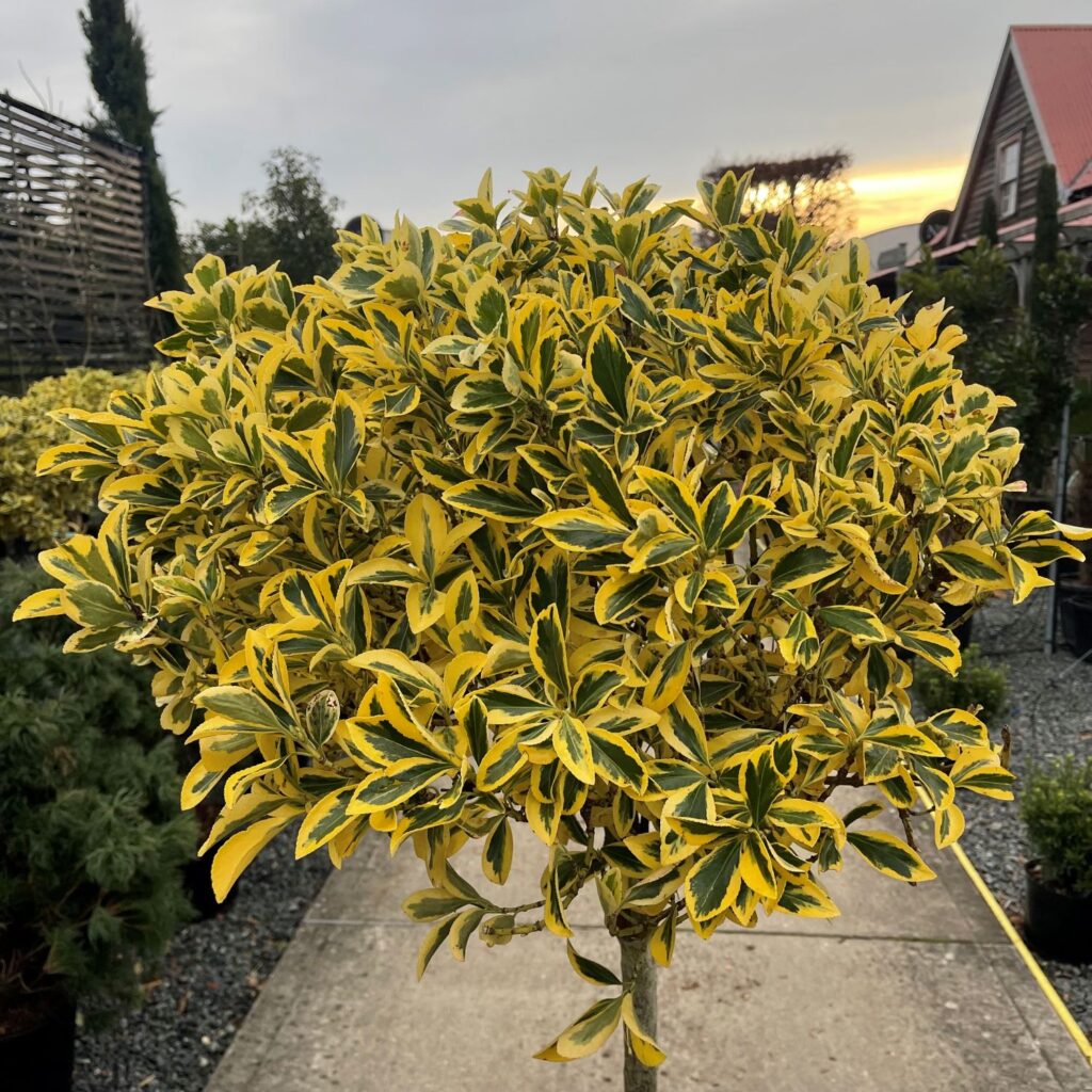 Euonymus japonicus 'Bravo' - Standards - Image 2