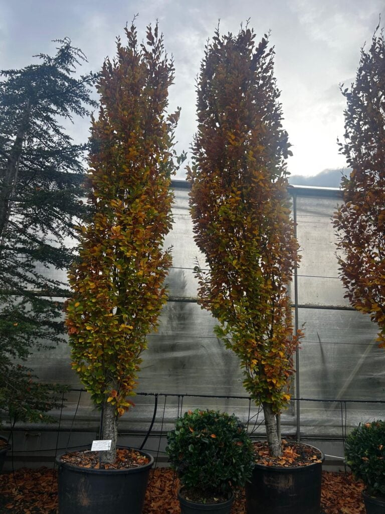 Fagus orientalis 'Iskander' - Image 3