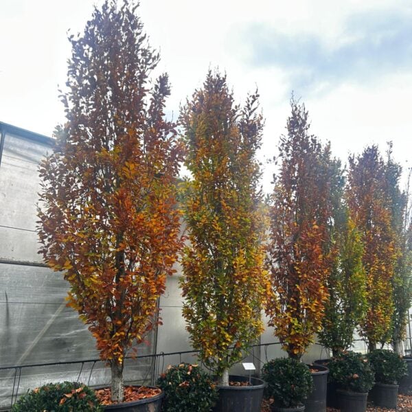 Fagus orientalis 'Iskander' (N1)