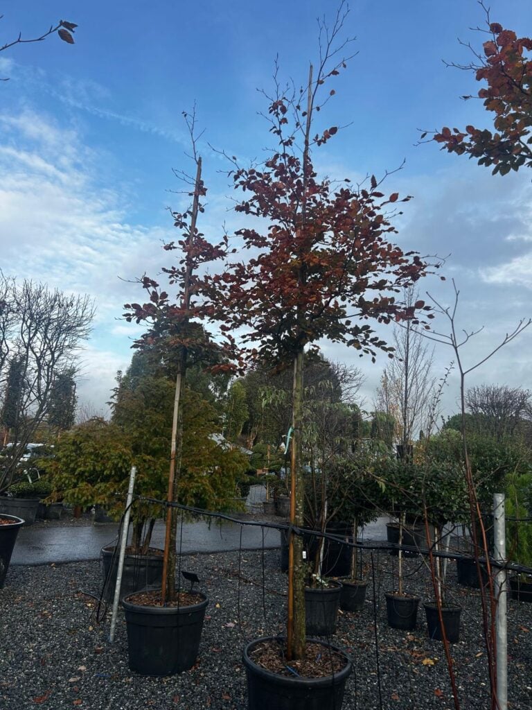 Fagus sylvatica 'Purpurea' - Standards - Image 3