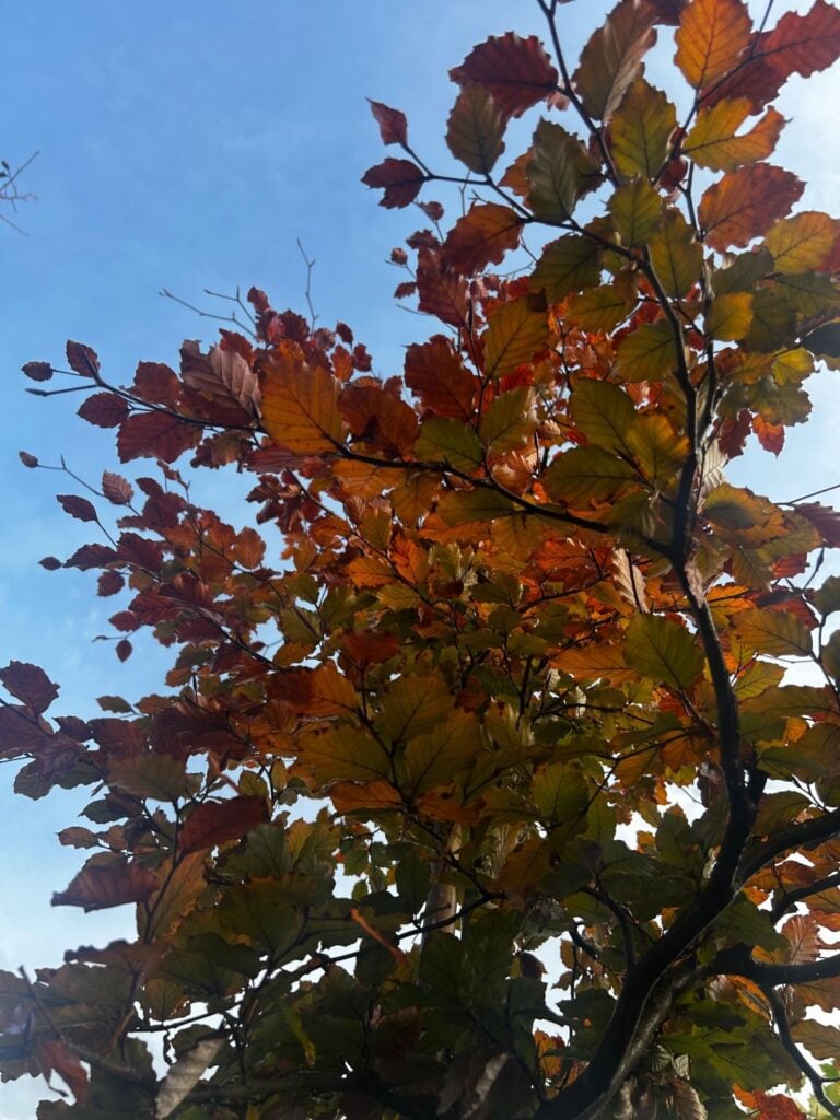 Fagus sylvatica 'Purpurea' - Standards - Image 4