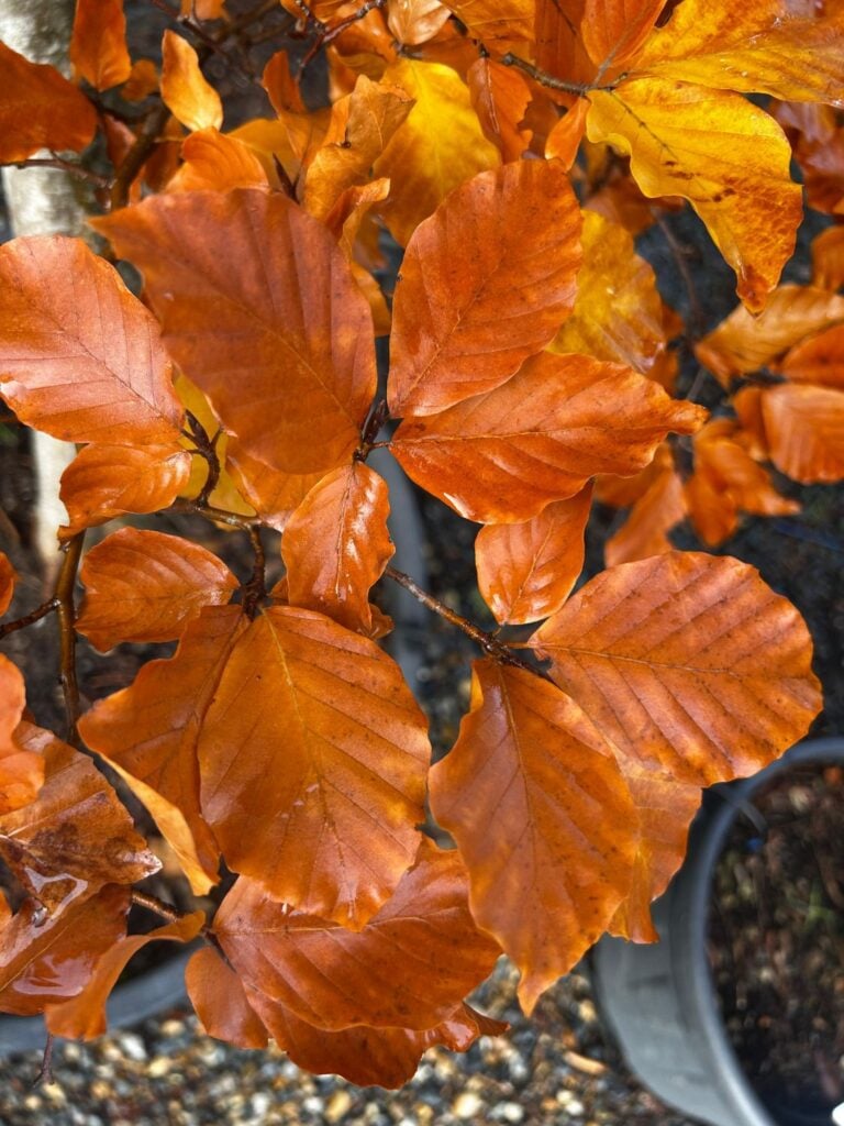 Fagus sylvatica 'Purpurea' - Standards - Image 5