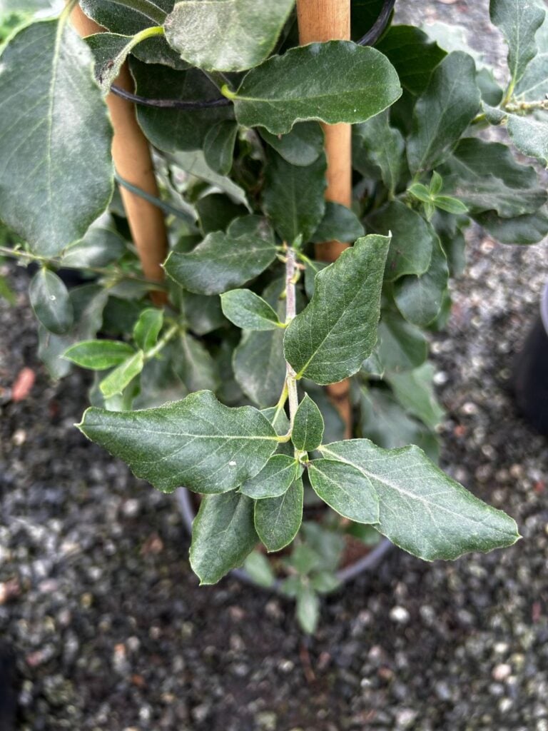 Garrya elliptica - Image 4