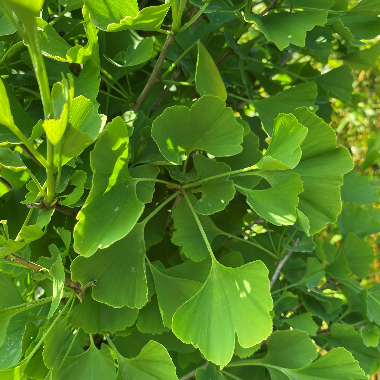 Ginkgo biloba - Standards - Image 2