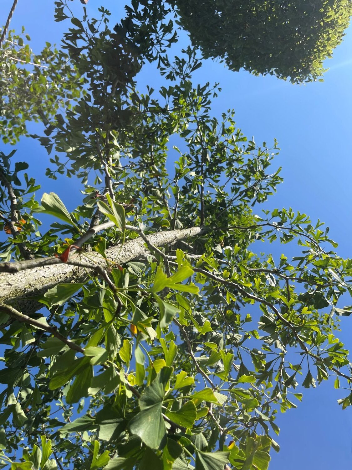 Ginkgo biloba - Standards - Image 3