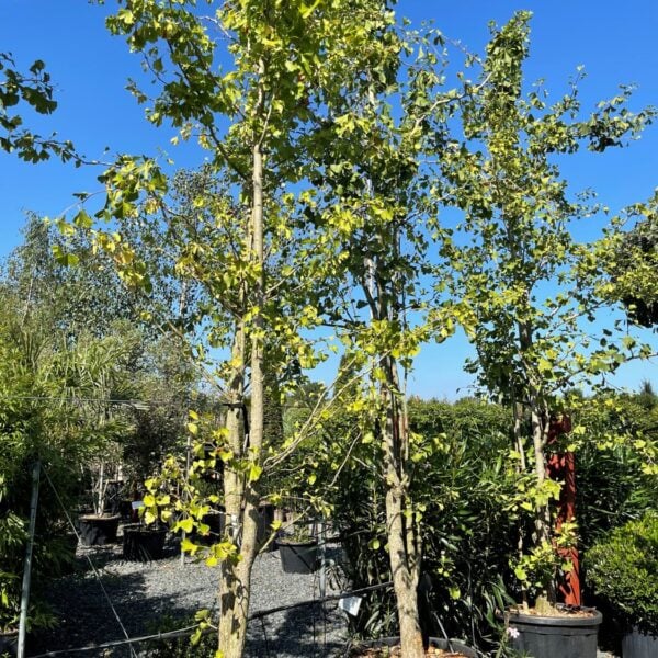 Ginkgo biloba - Standards (HG1)