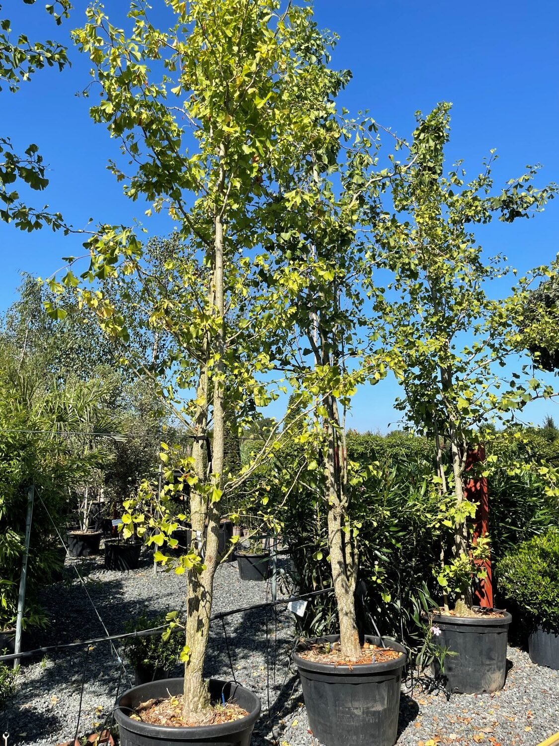 Ginkgo biloba - Standards