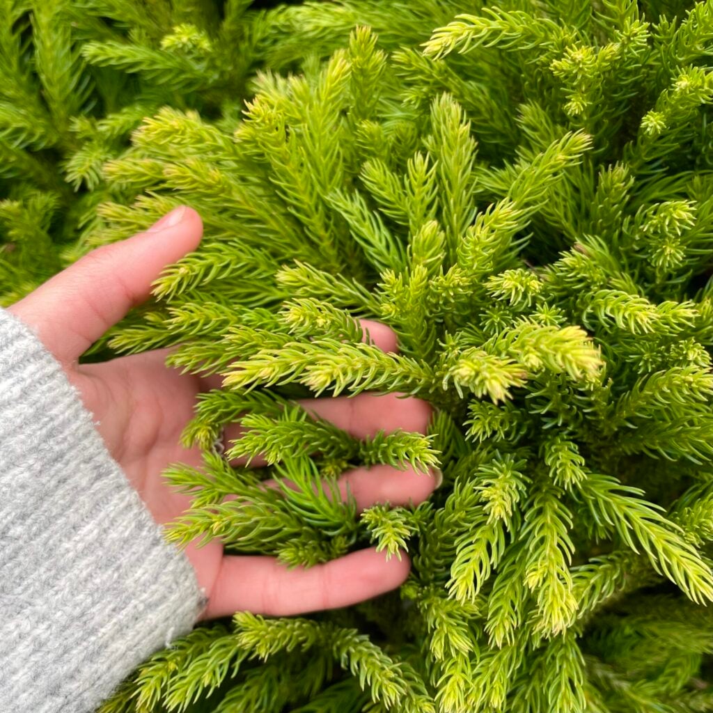 Cryptomeria japonica 'Globosa Nana' - Balls - Image 6