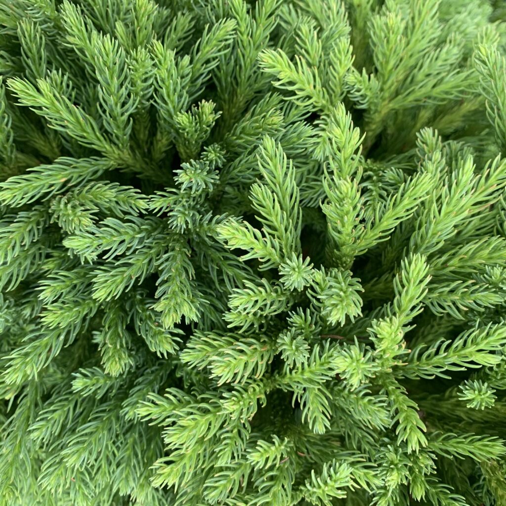 Cryptomeria japonica 'Globosa Nana' - Balls - Image 4