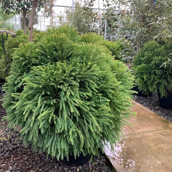 Cryptomeria japonica 'Globosa Nana' - Balls (V1, INT1, CAV1)