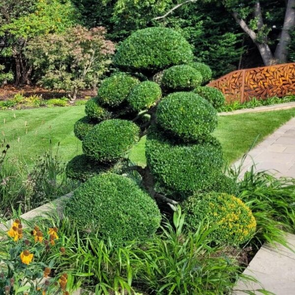 Ilex crenata - Niwaki (FB1, BR1, NIN1)