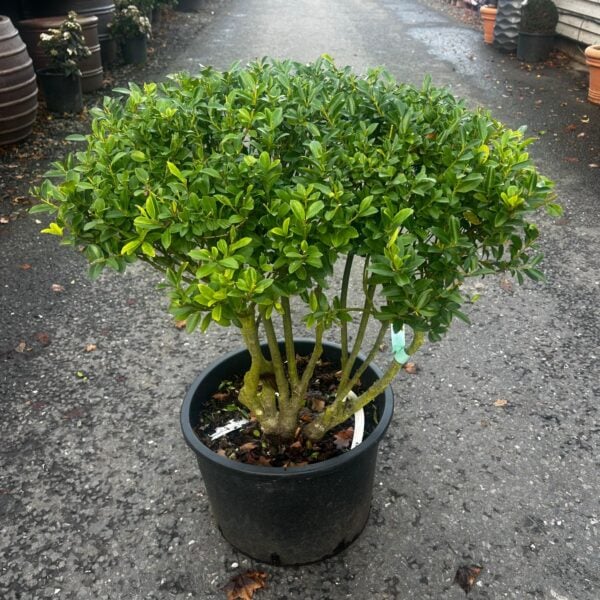 Ilex maximowicziana 'Kanehirae' - Multi Stems (ME1)