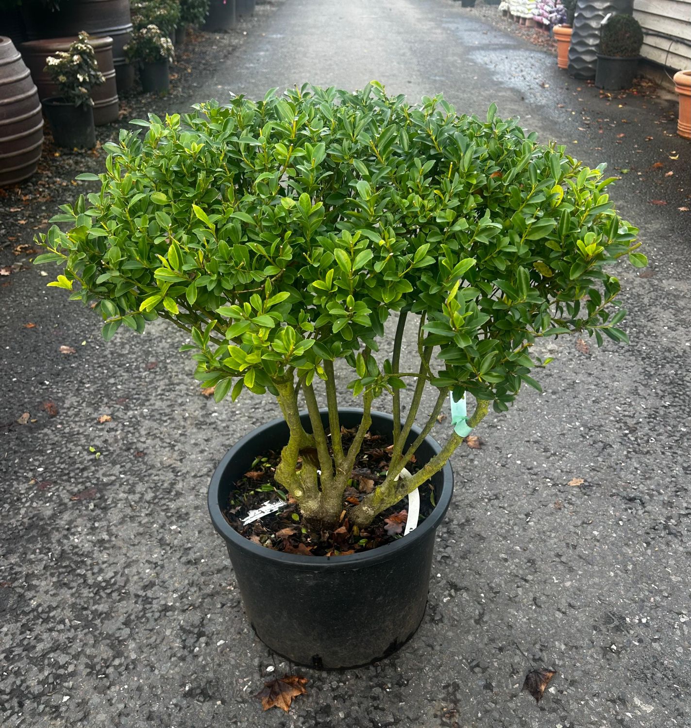 Ilex maximowicziana 'Kanehirae' - Multi Stems