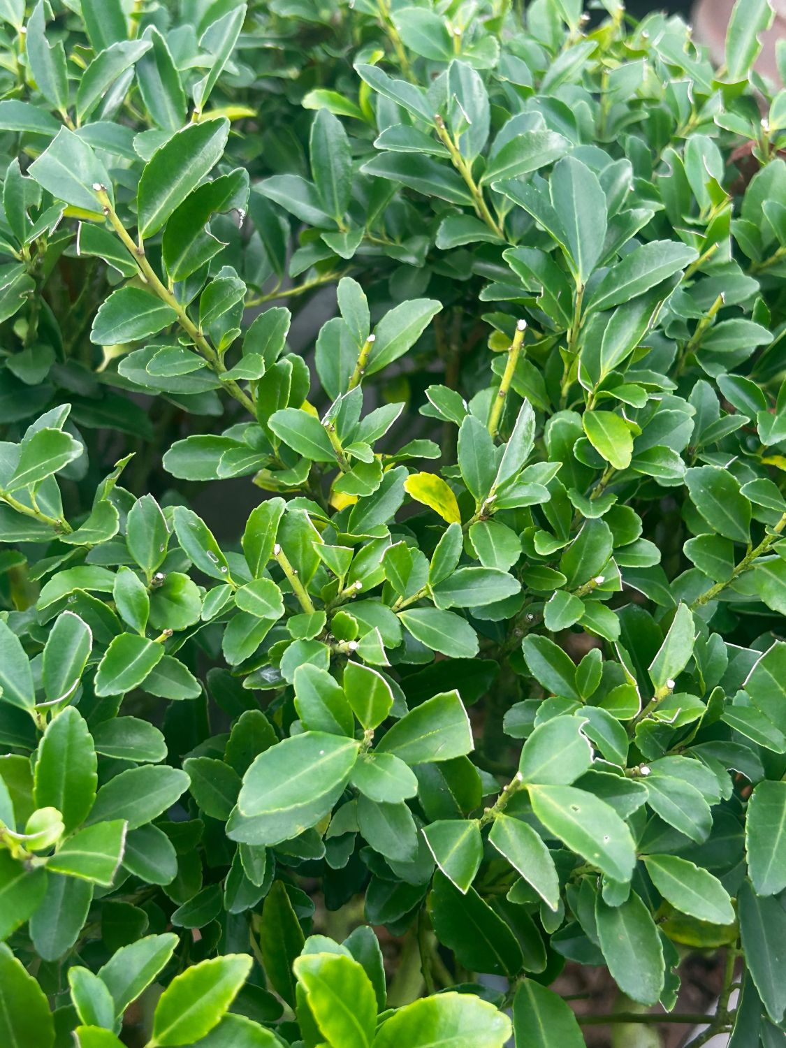 Ilex maximowicziana 'Kanehirae' - Multi Stems - Image 2