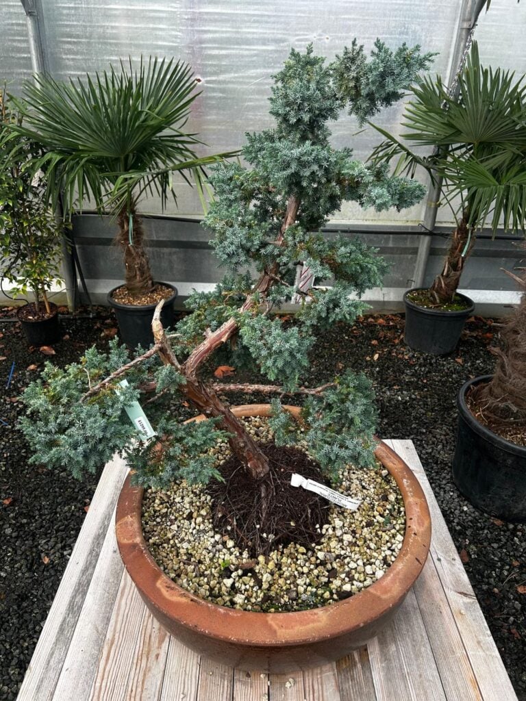 Niwaki and Bonsai Inspiration Mood Board