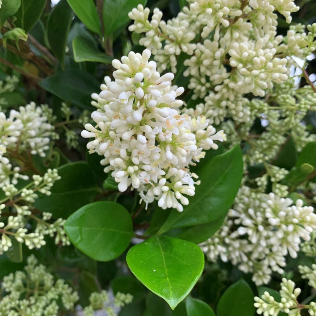 Ligustrum japonicum 'Texanum' - Balls - Image 2