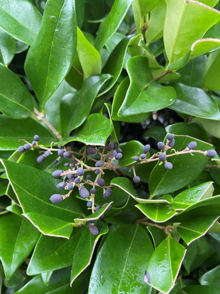 Ligustrum japonicum 'Texanum' - Bush - Image 3