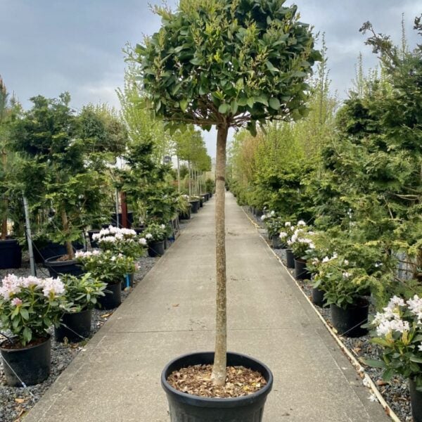 Ligustrum japonicum 'Texanum' - Standards (V1)