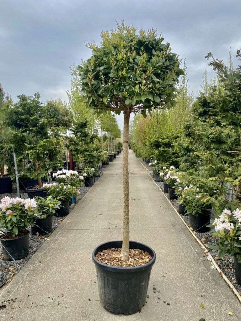 Ligustrum japonicum 'Texanum' - Standards
