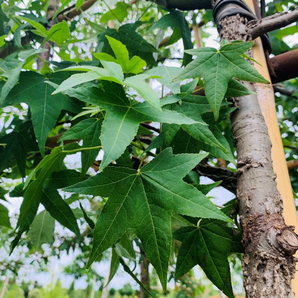 Liquidambar styraciflua 'Worplesdon' - Pleached