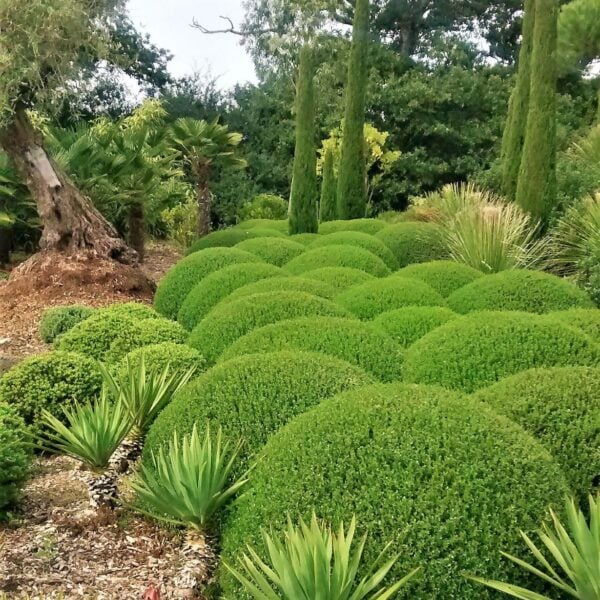 Lonicera nitida 'Elegans' - Balls (HGUK)