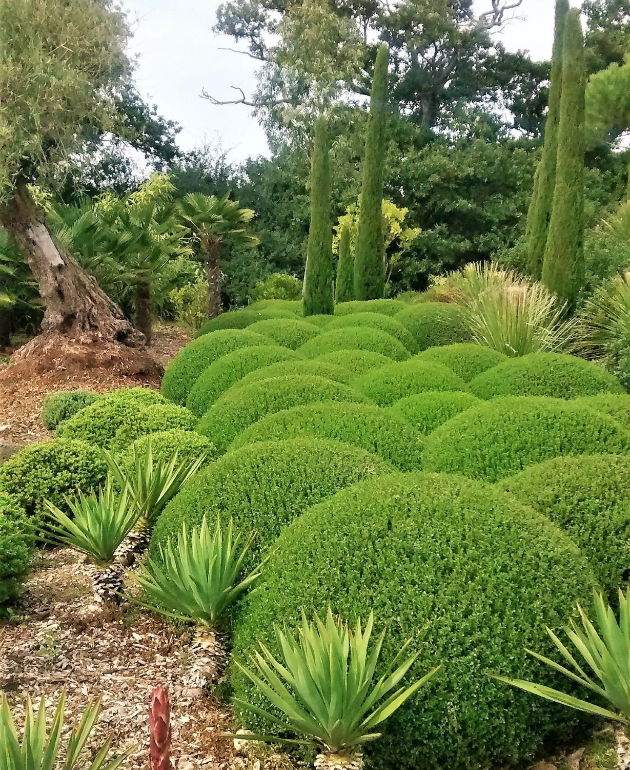 Lonicera nitida 'Elegans' - Balls