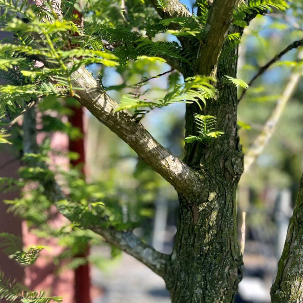 Metasequoia glyptostroboides - Standards