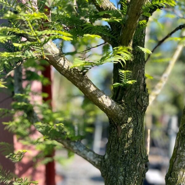Metasequoia glyptostroboides - Standards (N1,HGUK)