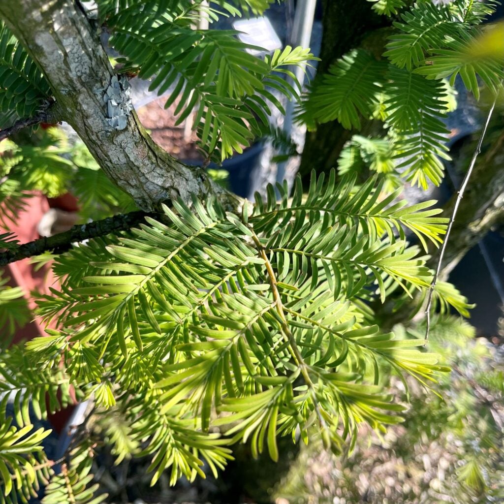 Metasequoia glyptostroboides - Standards - Image 2