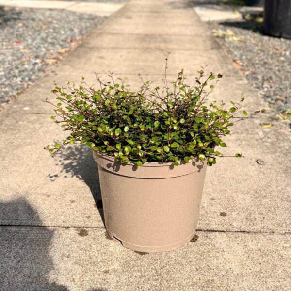 Muehlenbeckia complexa