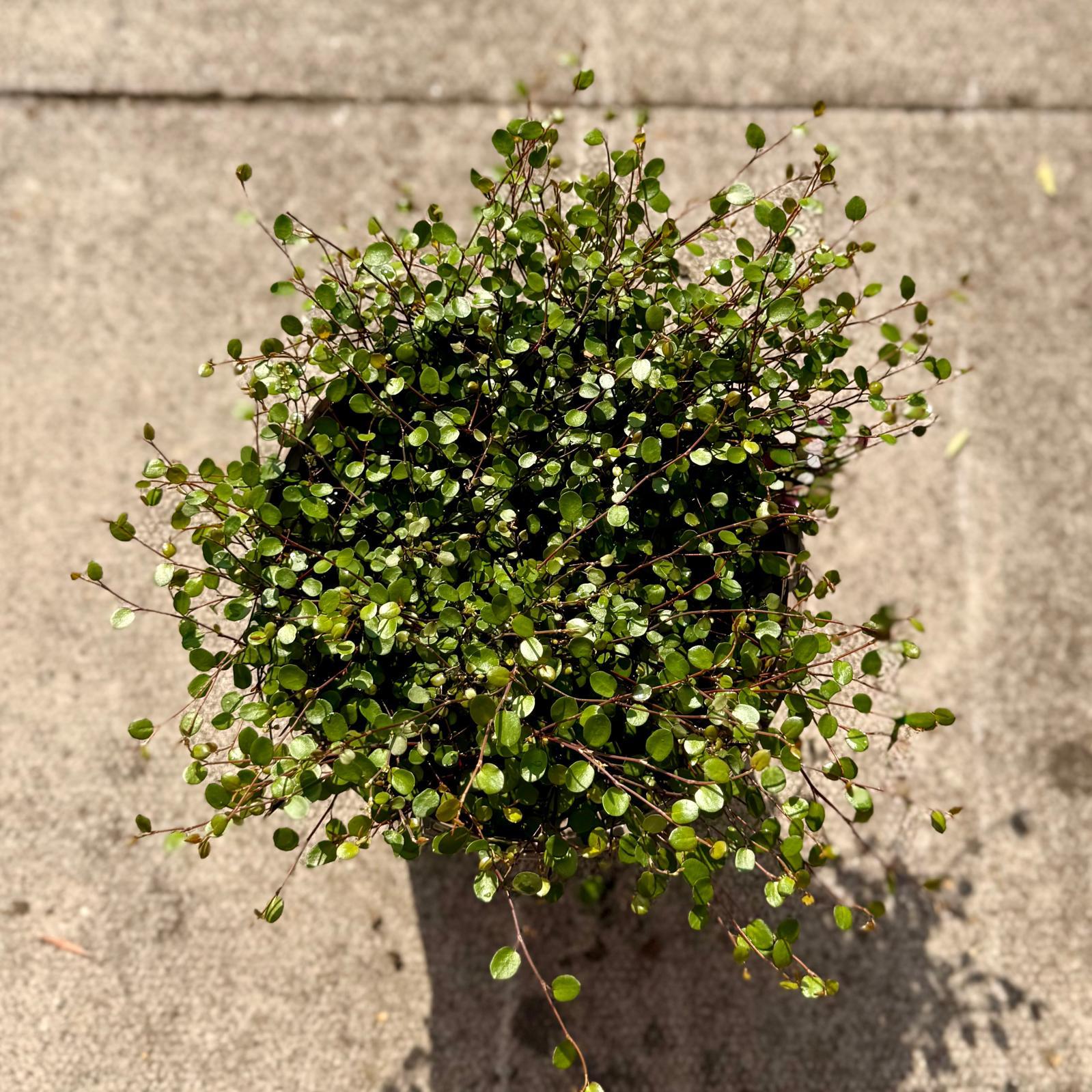 Muehlenbeckia complexa - Image 2