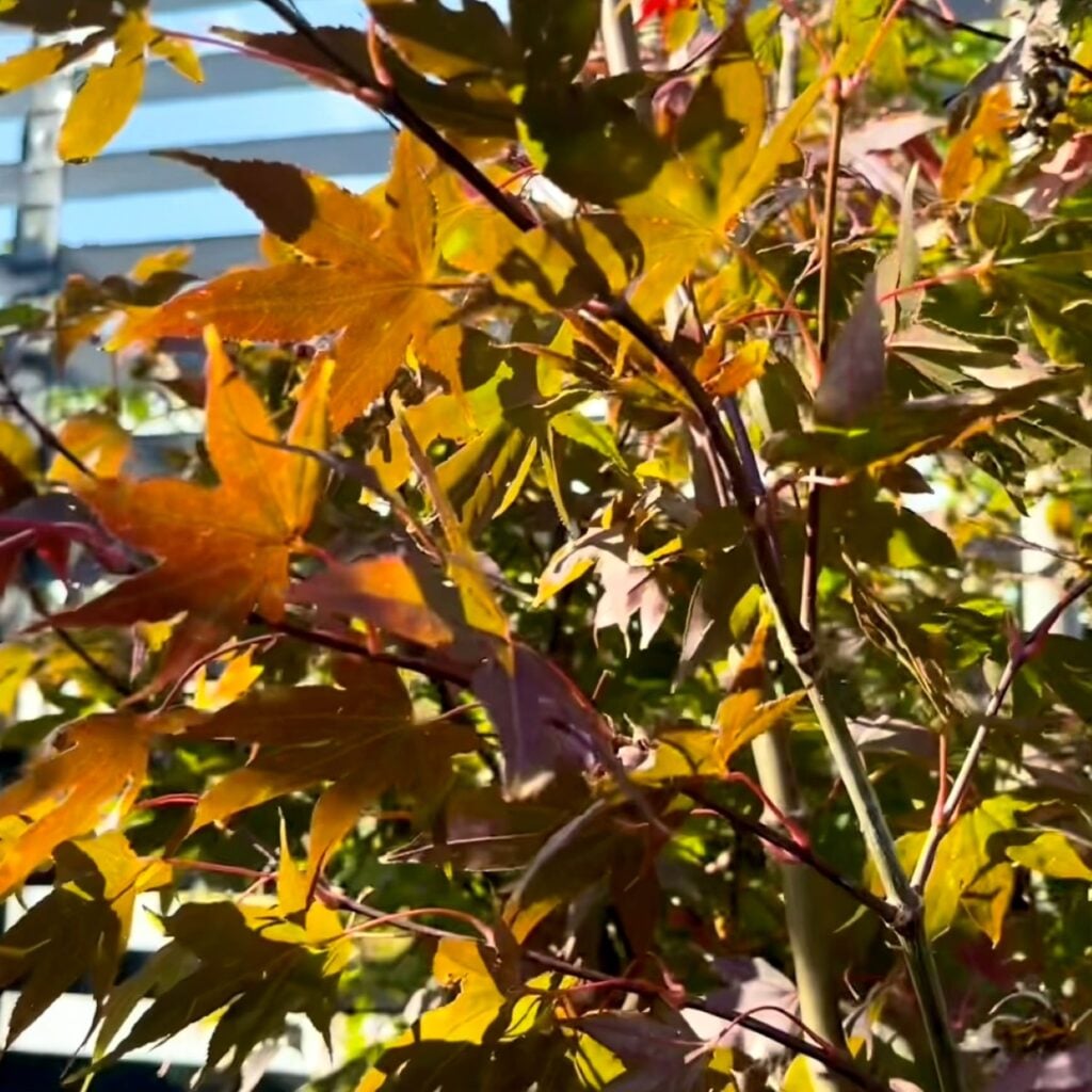 Acer palmatum 'Osakazuki' - Image 2