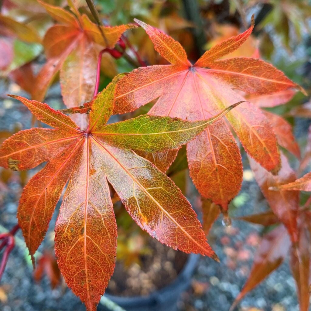 Acer palmatum 'Osakazuki' - Image 3