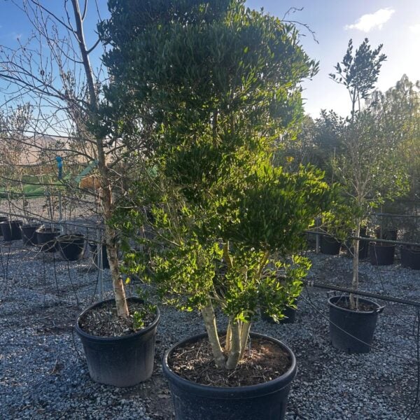 Phillyrea Latifolia - Multi Stem (HGUK)