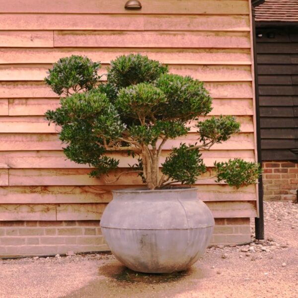 Phillyrea latifolia - Niwaki and Clouds (HG)