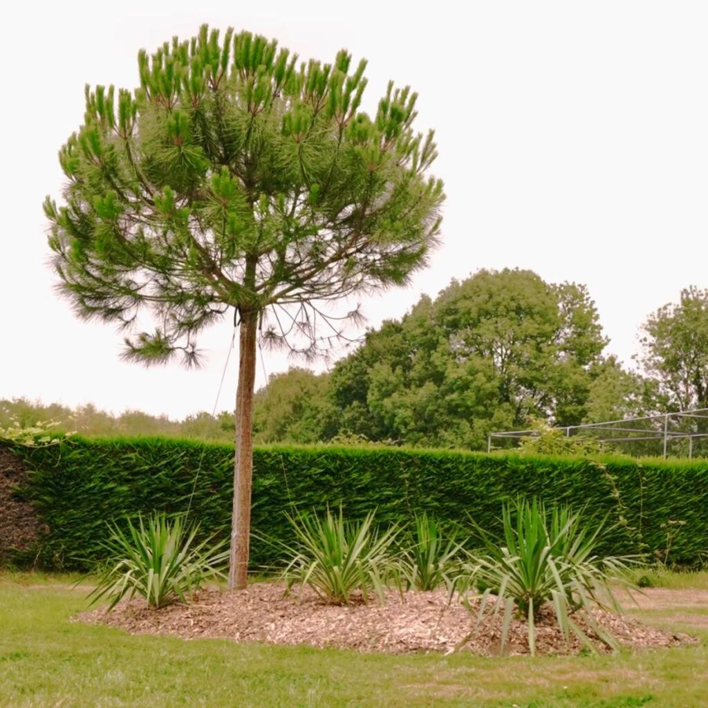 Pinus pinea - Standards - Image 7