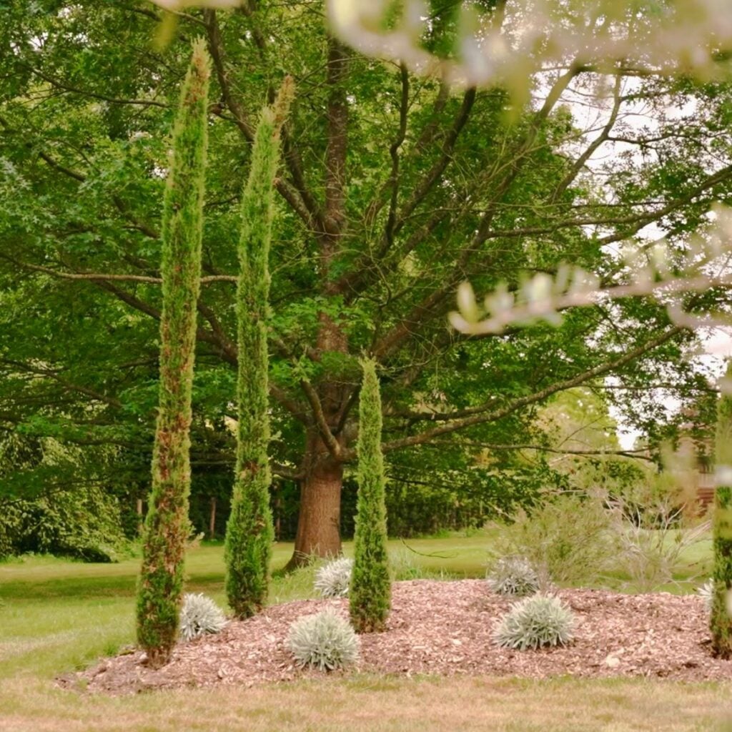 Cupressus sempervirens 'Pyramidalis' - Image 4