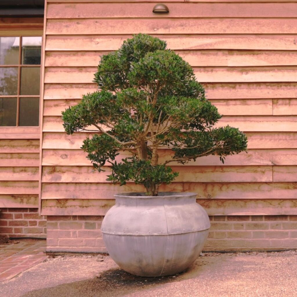 Phillyrea latifolia - Niwaki and Clouds (HG)