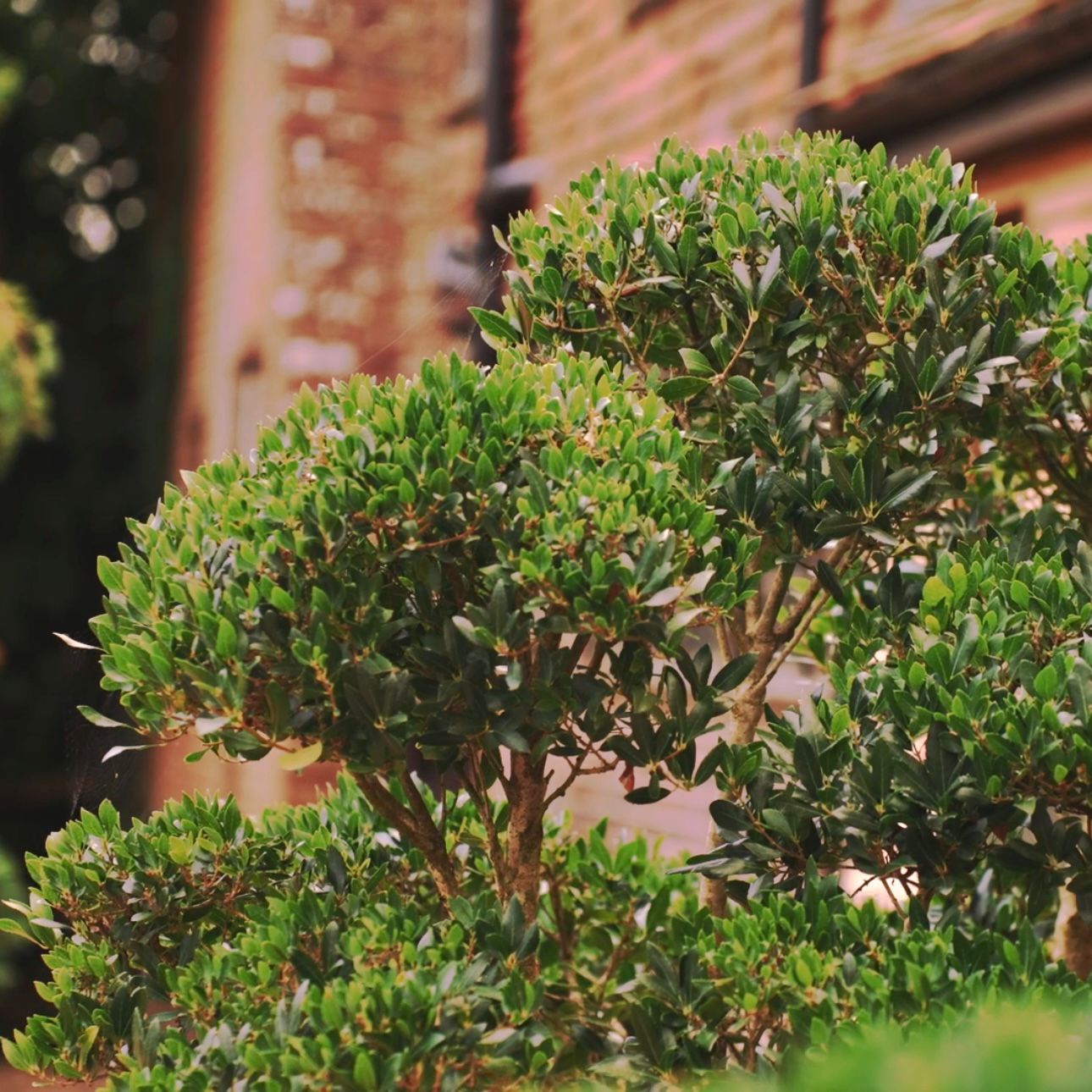 Phillyrea latifolia - Niwaki and Clouds - Image 4