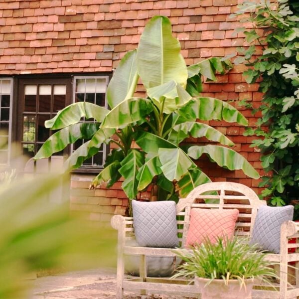 Musa basjoo (HG, P2).