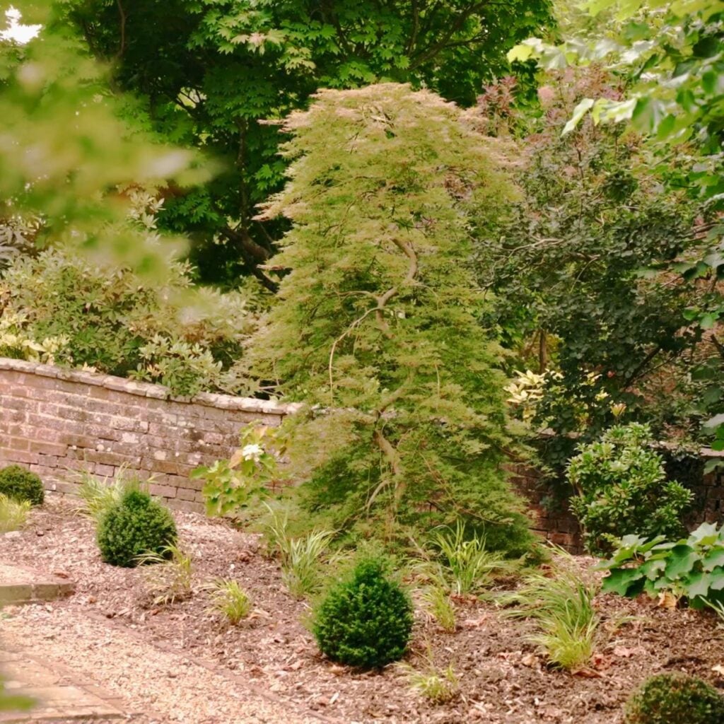 Acer palmatum 'Emerald Lace'