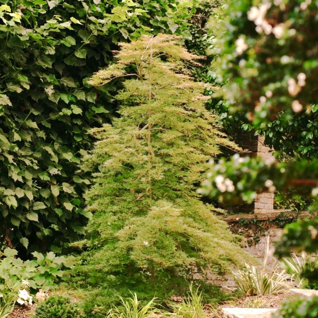 Acer palmatum 'Emerald Lace' - Image 2
