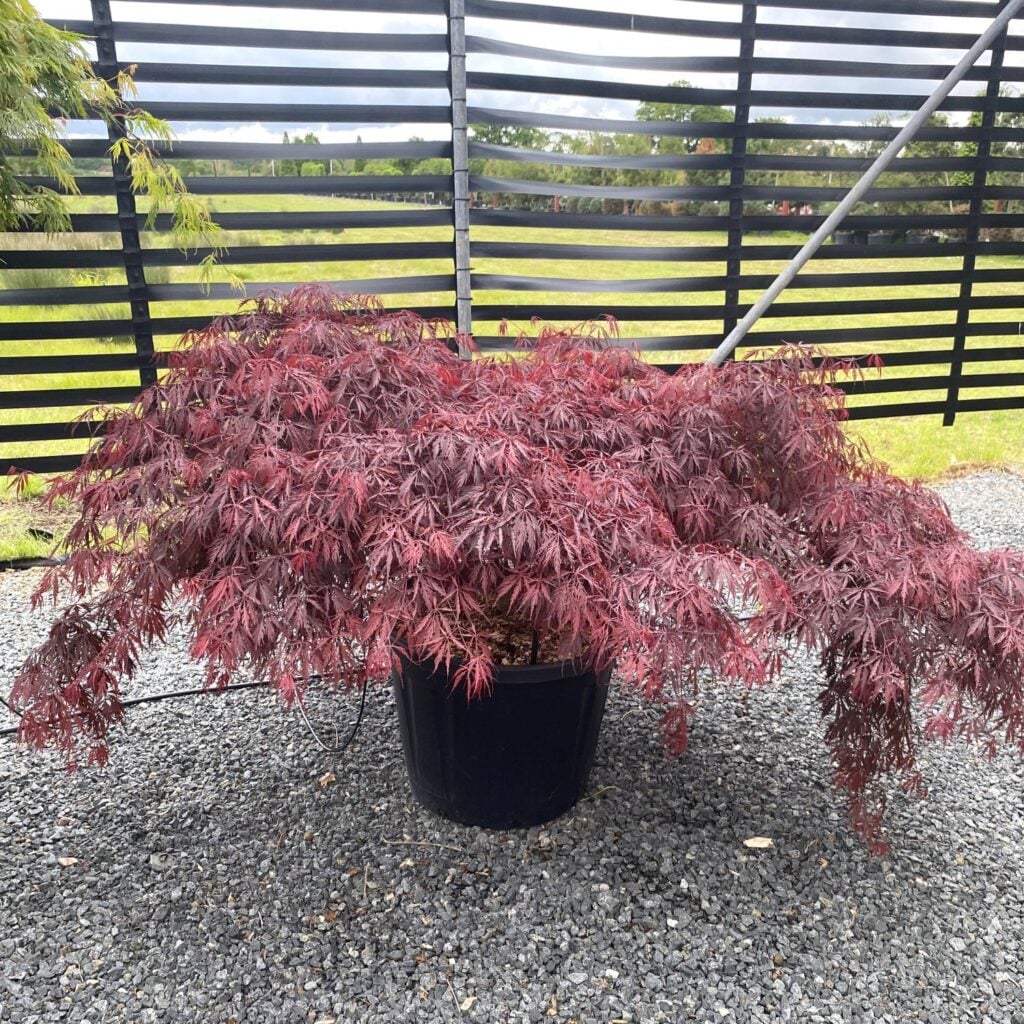 Acer palmatum 'Tamukeyama'